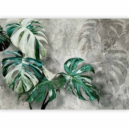Monstera variegata blätter - monstera,