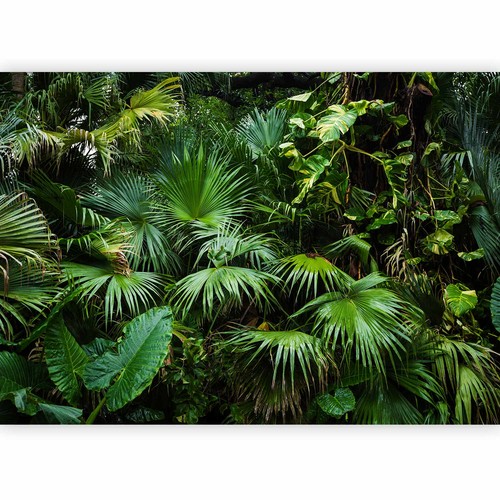 Dschungel monstera palmen - monstera,
