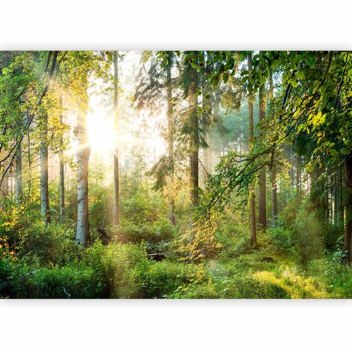 Natur landschaft wald - wald, baum