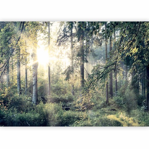 Natur landschaft wald baum - natur,