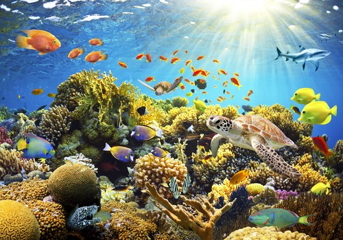 Ozean meer fisch - meer, abstrakt