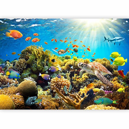Ozean meer koral fisch - koral,