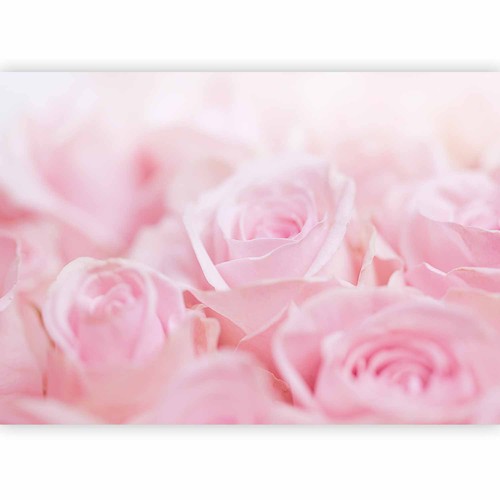 Rosen blumen rosa - blumen,