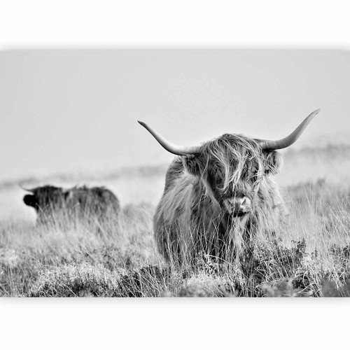 Kuh tiere natur grau - natur,